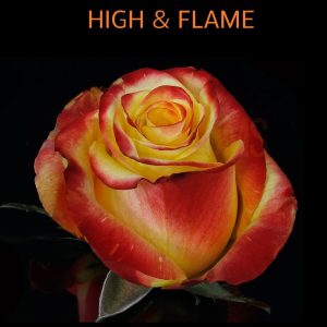 High & Flame Roses