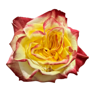 high and flame roses
