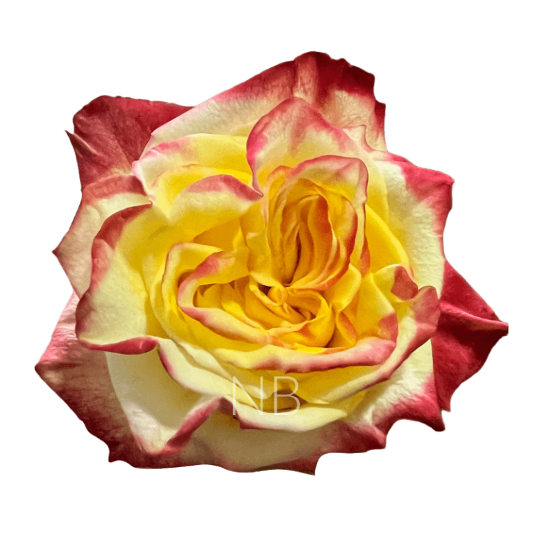 high and flame roses