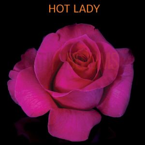 Hot Lady Roses