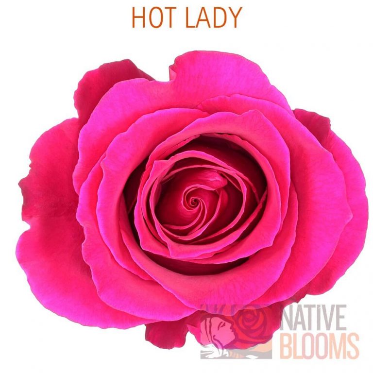 Hot Lady Roses