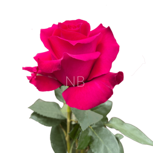 hot lady hot pink rose
