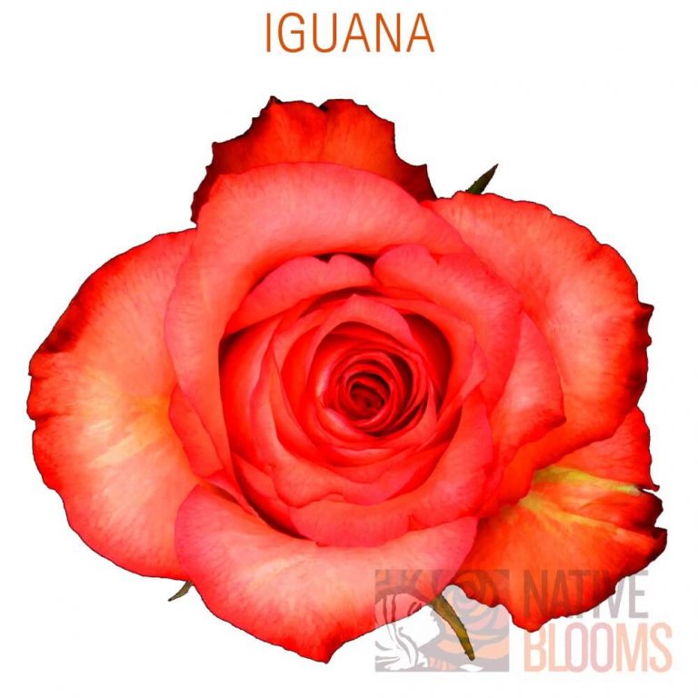 Iguana Roses