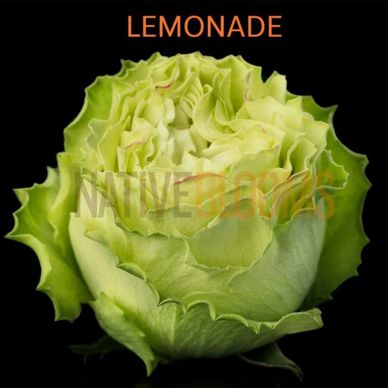 Lemonade Roses
