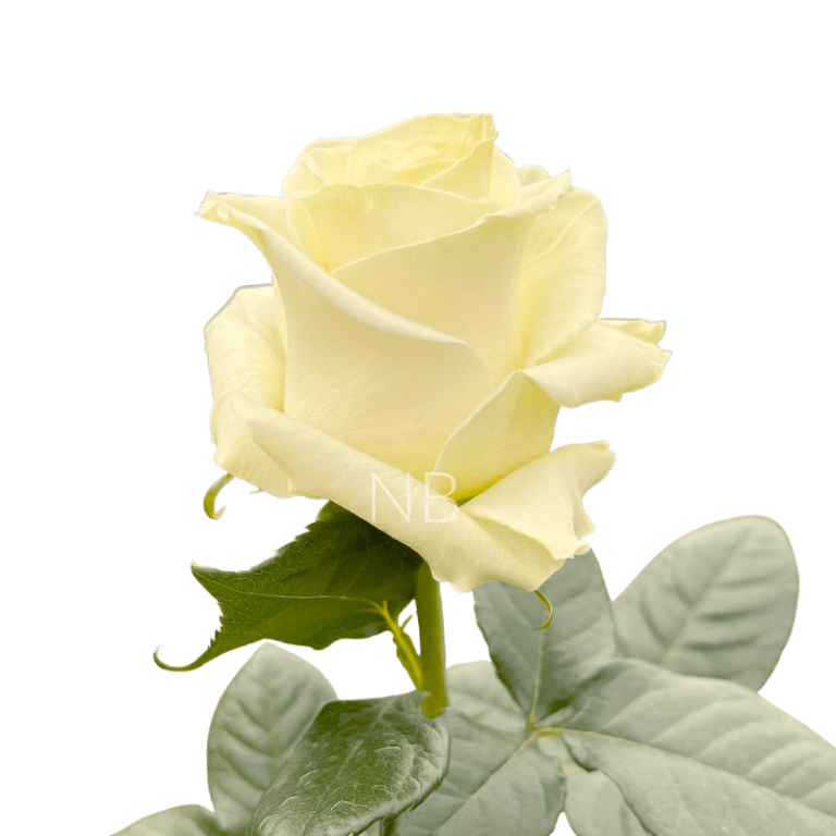 mondial white rose