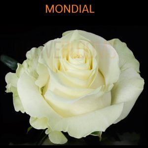 Mondial Roses