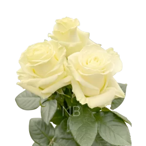 mondial white roses