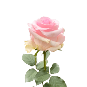 nena light pink roses