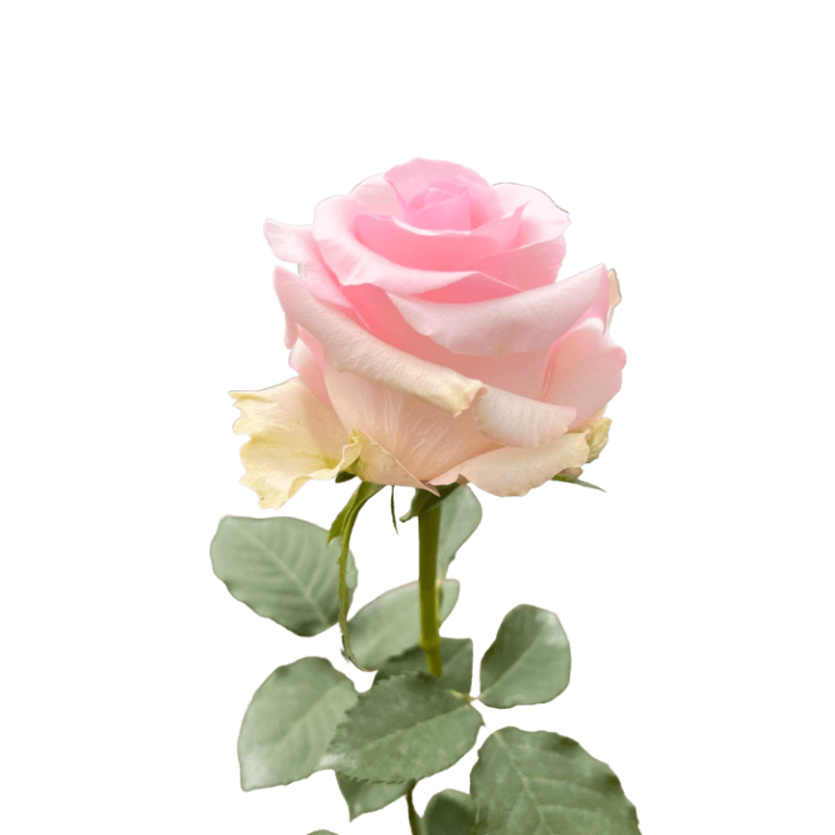 nena light pink roses