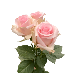 nena light pink rose