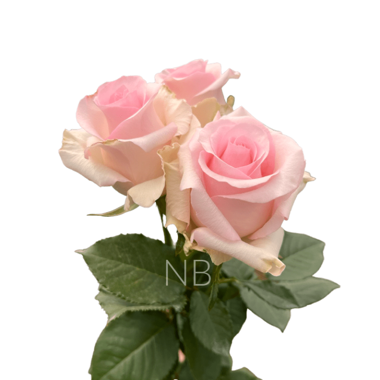 nena light pink rose