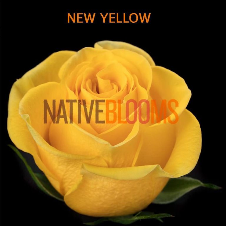 New Yellow Roses