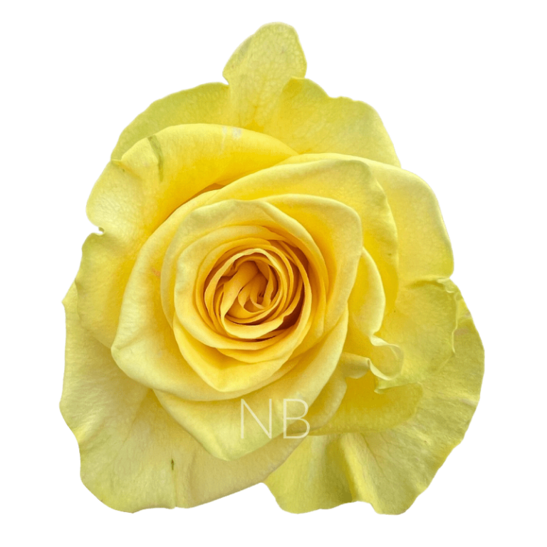 new yellow roses