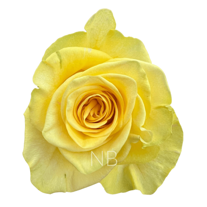 new yellow roses