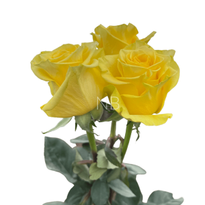 new yellow roses