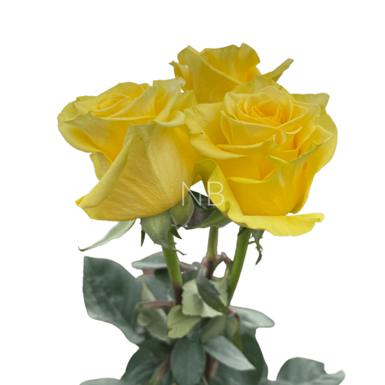 new yellow roses