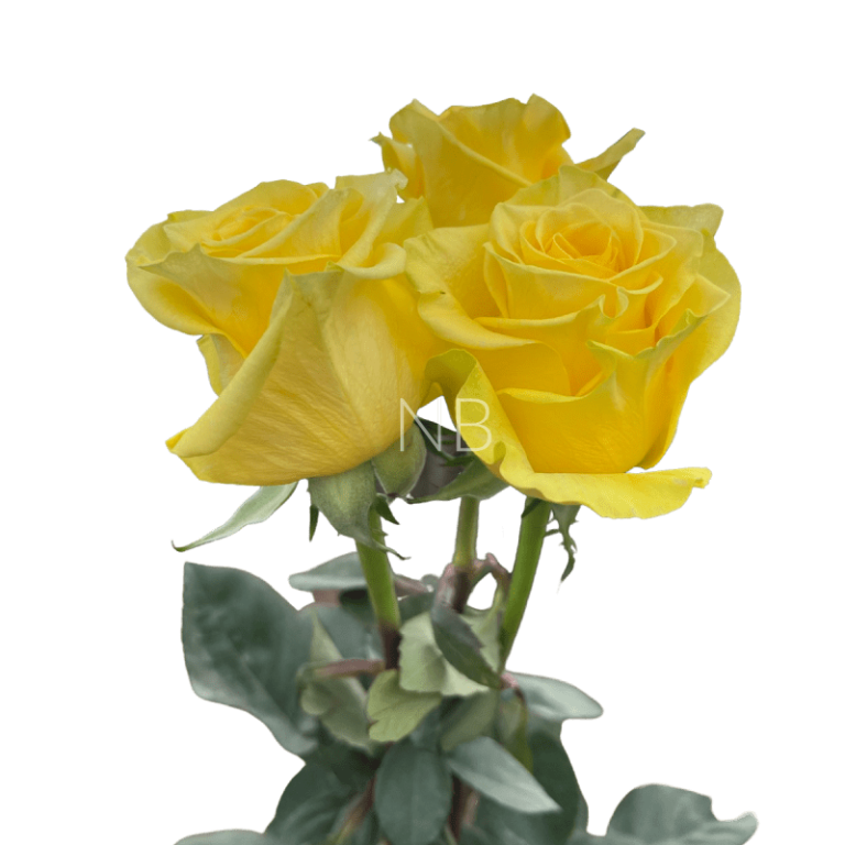 new yellow roses