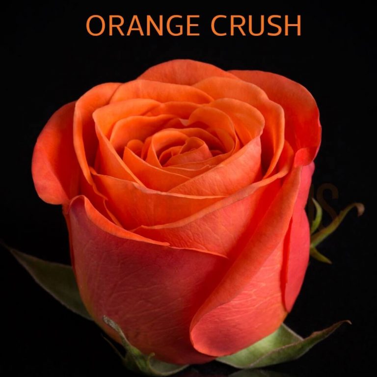 Orange Crush Roses