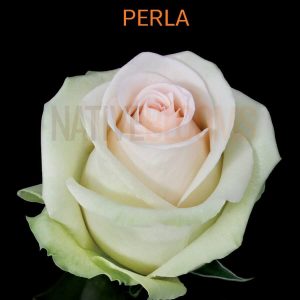 Perla Roses