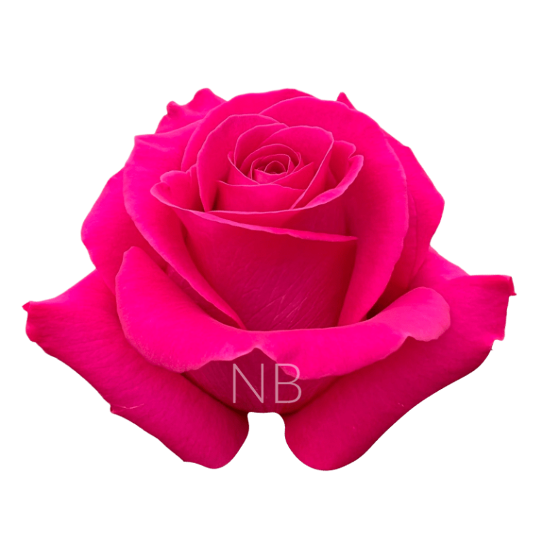 pink floyd rose