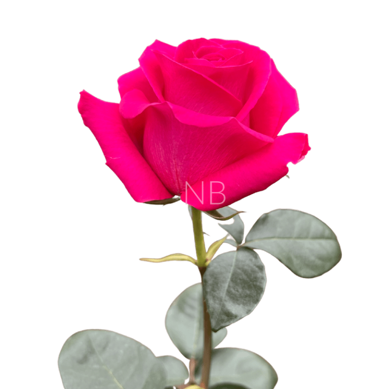 pink floyd rose