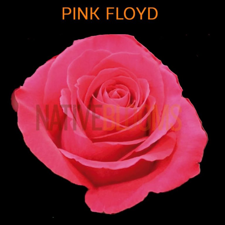 Pink Floyd Roses