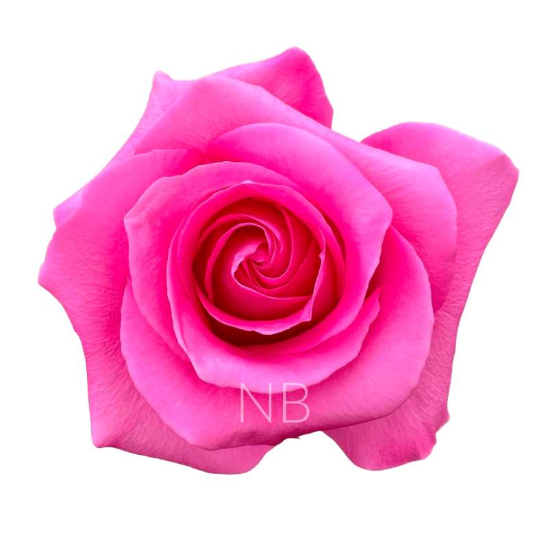 pink martini roses