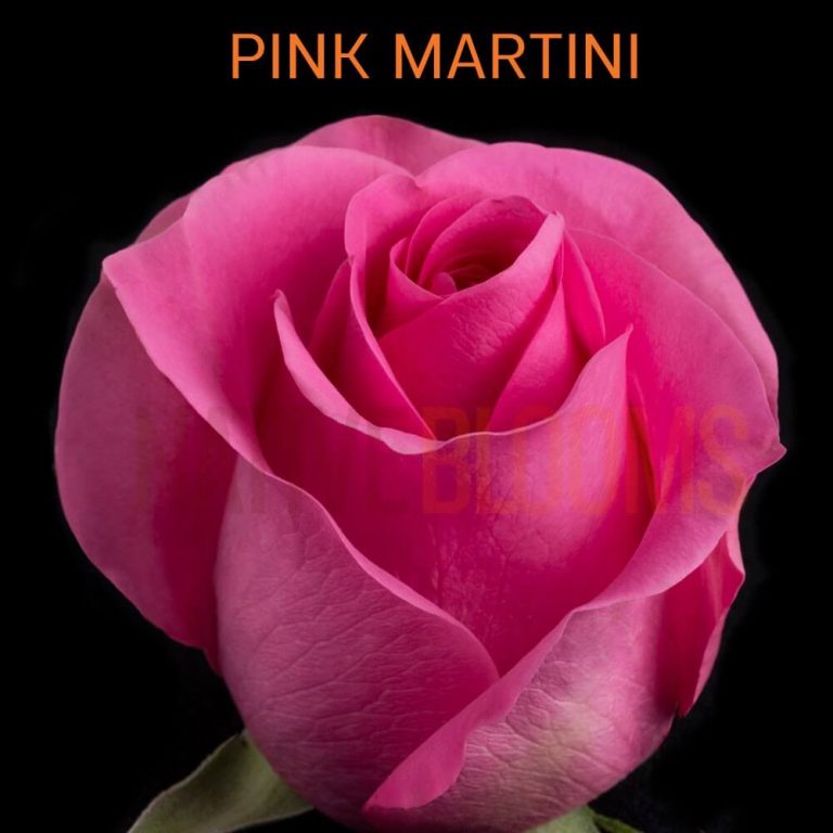 Pink Martini Roses