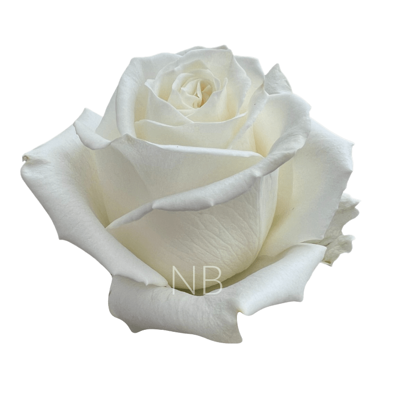 Playa Blanca Roses Wholesale Ecuadorian Roses Native Blooms