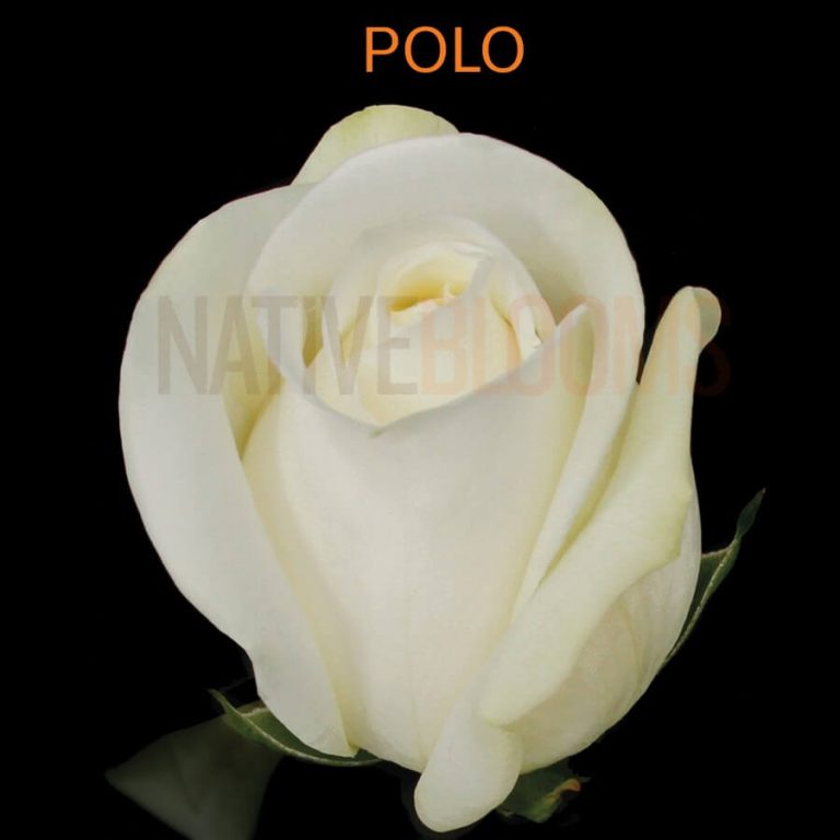 Polo Roses