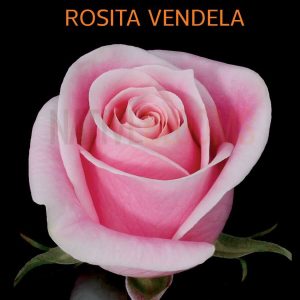 Rosita Vendela Roses