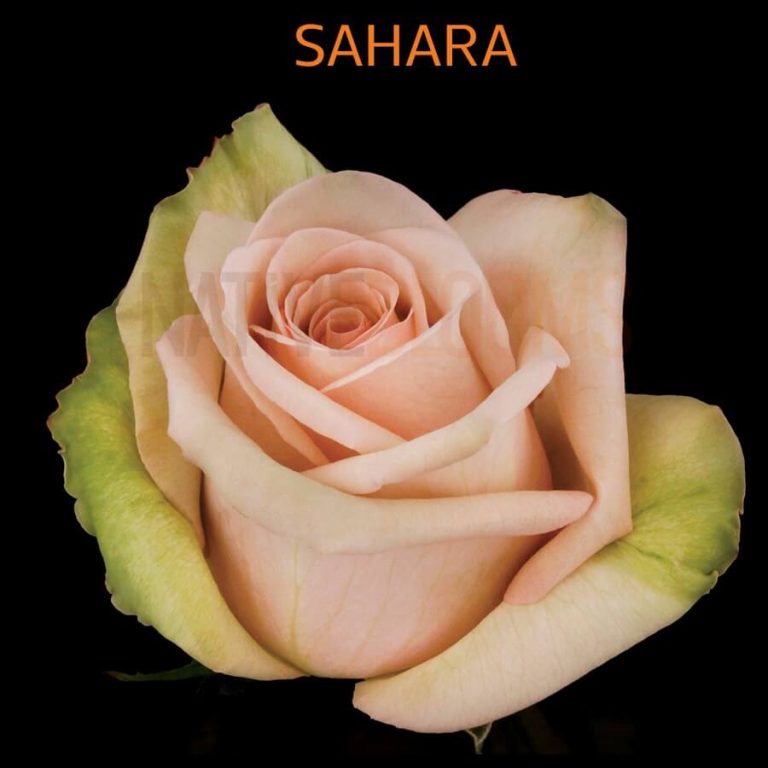 Sahara Roses