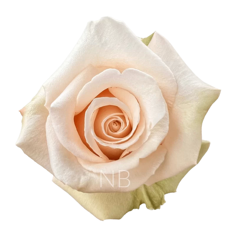 sahara roses