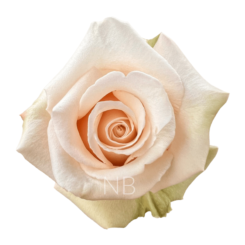 sahara roses