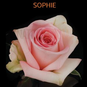 Sophie Roses
