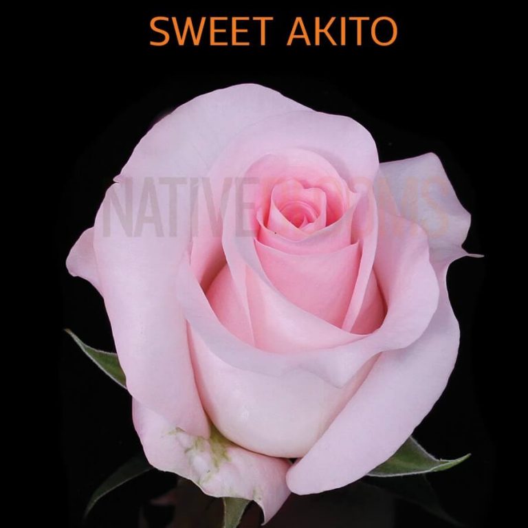 Sweet Akito