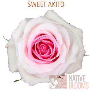 Sweet Akito