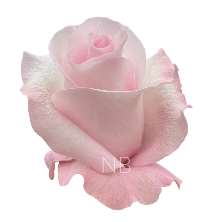 sweet akito rose