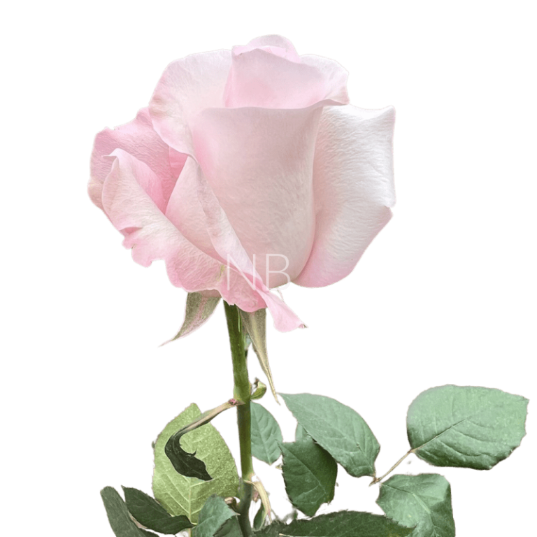 sweet akito roses