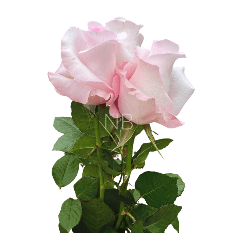 sweet akito roses