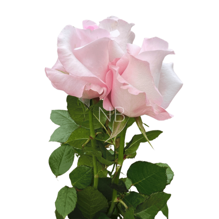 Sweet Akito Roses Wholesale Ecuadorian Roses Native Blooms
