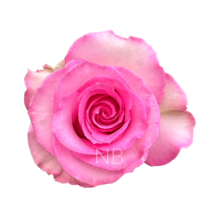 sweet unique roses