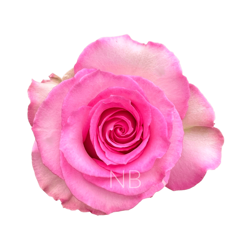sweet unique roses