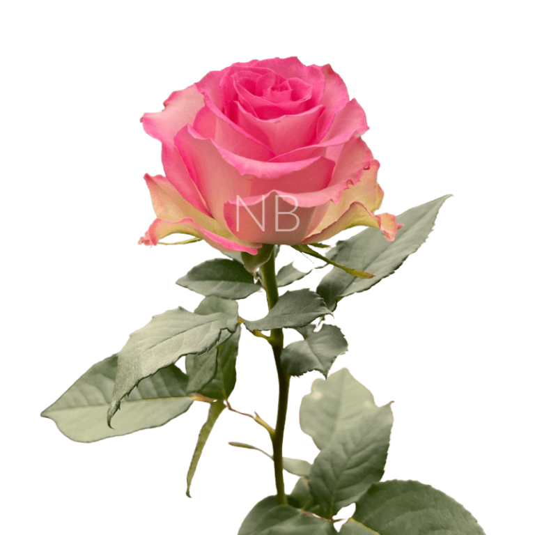 sweet unique rose