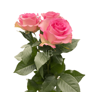 sweet unique rose
