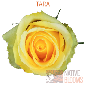 Tara Roses