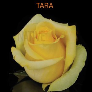 Tara Roses