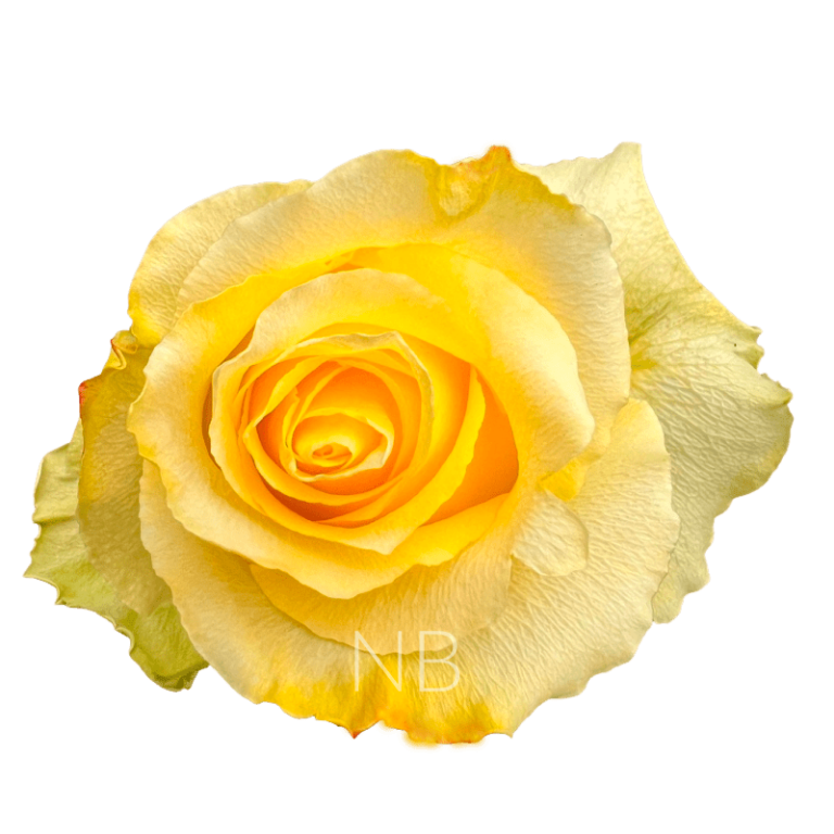 tara roses