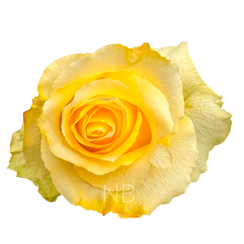 tara roses