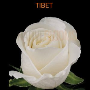 Tibet Roses